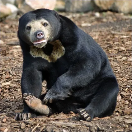 Цікаві факти про ведмедів (лат (ursus americanus) Цікаві факти про ведмедів (лат