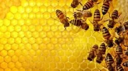 Як бджоли роблять мед збирають під час медозбору, вилітає з вулика (бджоли) Як бджоли роблять мед збирають під час медозбору, вилітає з вулика