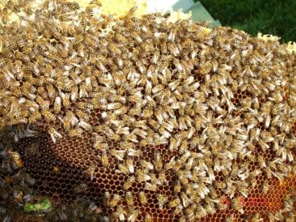 Як бджоли роблять мед збирають під час медозбору, вилітає з вулика (роблять) Як бджоли роблять мед збирають під час медозбору, вилітає з вулика