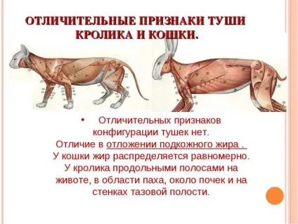 Як відрізнити тушку кролика від тушки кішки, скільки вона важить і коштує (тушку) Як відрізнити тушку кролика від тушки кішки, скільки вона важить і коштує