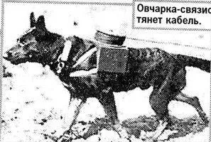 Історія застосування собаки у військовій справі (справі) Історія застосування собаки у військовій справі