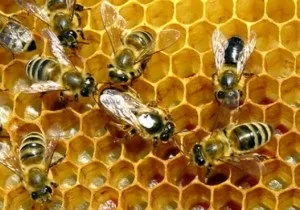 Історія картоплі вУкаіни, що міститься в картоплі і що можна з нього приготувати (картоплі) Історія картоплі вУкаіни, що міститься в картоплі і що можна з нього приготувати