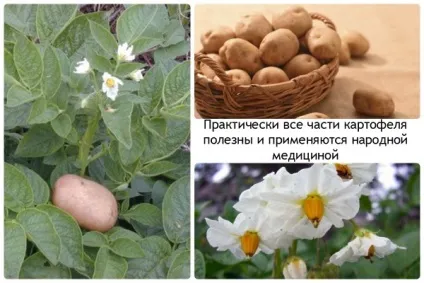 Використання картоплі народною медициною, рецепти відео (необхідно зробити перерву) Використання картоплі народною медициною, рецепти відео