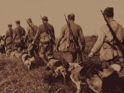 Історія застосування собаки у військовій справі (військова справа) Історія застосування собаки у військовій справі