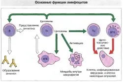 Як алкоголь впливає на імунітет