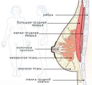 Каіе продукти збільшують груди для жінок (жінок) Каіе продукти збільшують груди для жінок