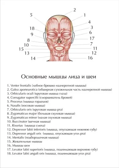 Вивчення м'язів обличчя (мімічні, жувальні, м'язи шиї) (м'язів) Вивчення м'язів обличчя (мімічні, жувальні, м'язи шиї)