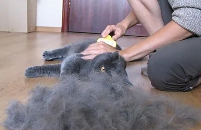 Як часто глистогінних кішку