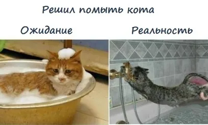 Як часто можна мити кішку кішки шоу (мити) Як часто можна мити кішку кішки шоу