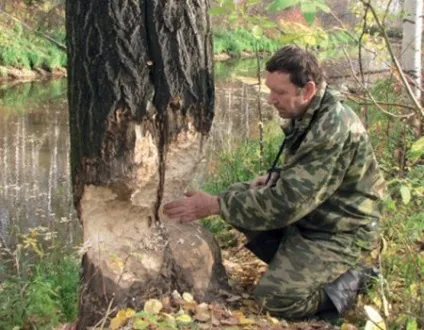 Як Новомосковскть сліди тварин на снігу