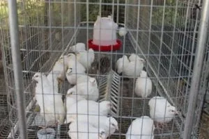 Якими повинні бути клітини для курей і як зробити їх самостійно (самостійно) Якими повинні бути клітини для курей і як зробити їх самостійно