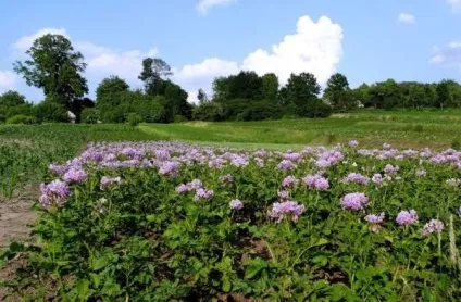 Як і коли підгодовувати картоплю (період літрів води) Як і коли підгодовувати картоплю
