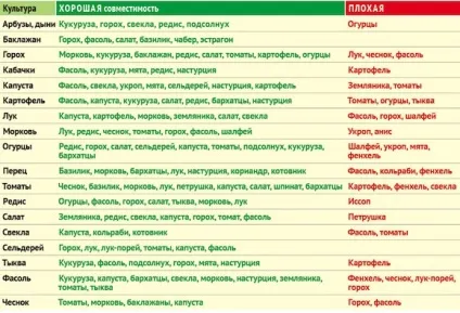 Які овочі можна садити поруч