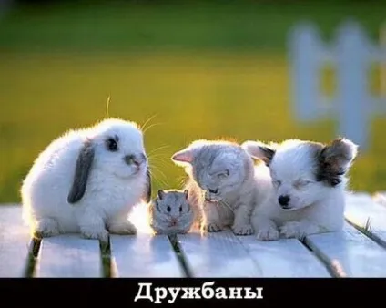 Які домашні тварини живуть довше людини (людини) Які домашні тварини живуть довше людини