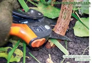 Як позбутися від порослі причини появи і видалення, своїми руками - як зробити самому (коренева) Як позбутися від порослі причини появи і видалення, своїми руками - як зробити самому
