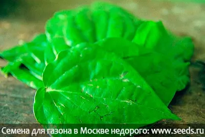 Як позбутися від подорожника на газоні (газоні) Як позбутися від подорожника на газоні