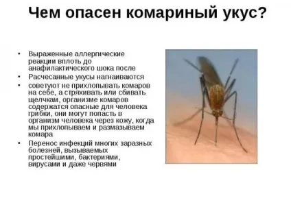 Як можна швидко позбутися від комарів в квартирі (комарів) Як можна швидко позбутися від комарів в квартирі