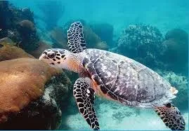 Як намалювати морську черепаху, поетапно (морська черепаха) Як намалювати морську черепаху, поетапно