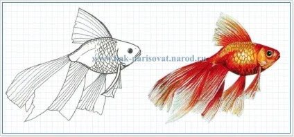 Як намалювати щука олівцем поетапно (намалювати) Як намалювати щука олівцем поетапно