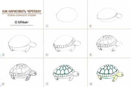 Як намалювати морську черепаху, поетапно (малювання) Як намалювати морську черепаху, поетапно