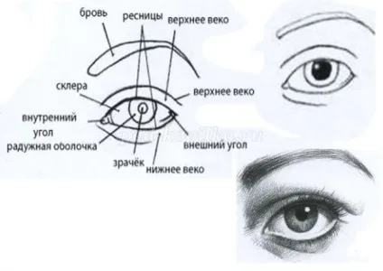 Як намалювати портрет снігуроньки олівцем поетапно з фото (портрет) Як намалювати портрет снігуроньки олівцем поетапно з фото