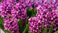 Як називалися античні і середньовічні літописи у деяких народів