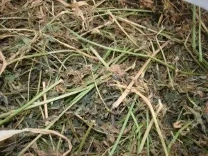 Яке вибирати сіно для шиншил (сіно) Яке вибирати сіно для шиншил