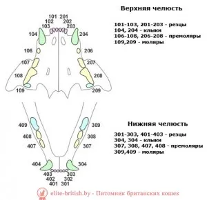 Як визначити вік кішки по зубах визначити возрат кошеня і дорослого кота по зубах, фото (вік кішки по зубам фото) Як визначити вік кішки по зубах визначити возрат кошеня і дорослого кота по зубах, фото