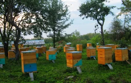 Як організувати пасіку