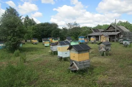 Як організувати пасіку