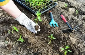 Як підгодовувати розсаду перцю, сад, город (чим годувати) Як підгодовувати розсаду перцю, сад, город