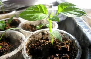 Як підгодовувати розсаду перцю, сад, город (народними засобами) Як підгодовувати розсаду перцю, сад, город