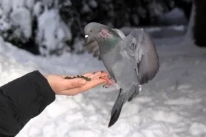 Який хворобою може заразити людину голуб (може) Який хворобою може заразити людину голуб