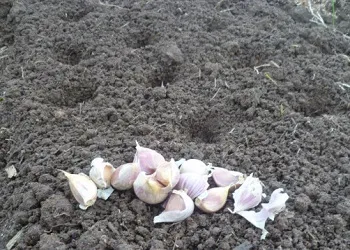 Як підготувати часник до посадки