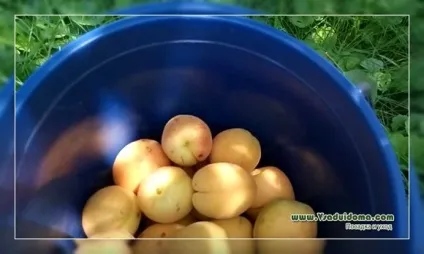 Який абрикос виросте з кісточки - особистий досвід, сайт про сад, дачі і кімнатних рослинах (посадка) Який абрикос виросте з кісточки - особистий досвід, сайт про сад, дачі і кімнатних рослинах