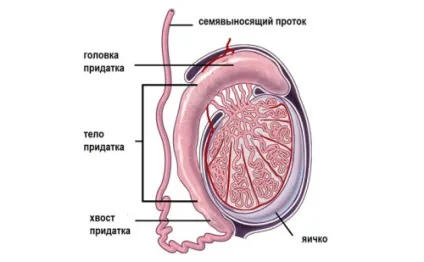Який нормальний розмір яєчок у чоловіків (що робити, якщо праве яєчко більше лівого) (яєчко) Який нормальний розмір яєчок у чоловіків (що робити, якщо праве яєчко більше лівого)