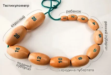 Який нормальний розмір яєчок у чоловіків (що робити, якщо праве яєчко більше лівого) (яєчок) Який нормальний розмір яєчок у чоловіків (що робити, якщо праве яєчко більше лівого)