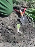 Як посадити гіацинт в горщик (гіацинт) Як посадити гіацинт в горщик