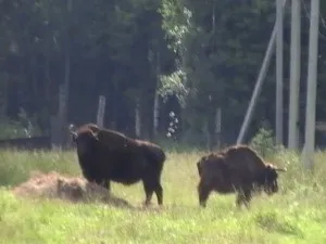 Як познайомити кінь з новим табуном, школа прикладної етології (кінь) Як познайомити кінь з новим табуном, школа прикладної етології