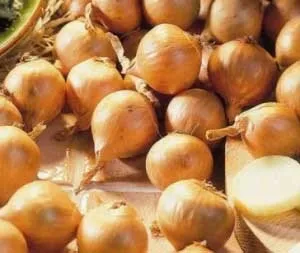 Як посадити лук насінням, городник