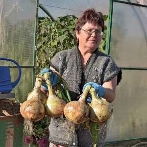 Як посадити лук насінням, городник