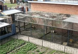 Як побудувати вольєр для фазанів своїми руками як зробити самому - господарська будівля своїми (вольєр) Як побудувати вольєр для фазанів своїми руками як зробити самому - господарська будівля своїми