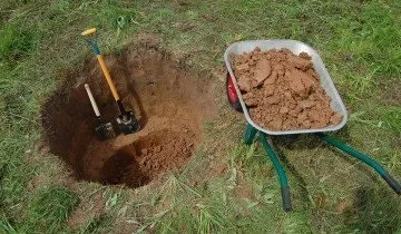 Як посадити яблуню восени і на наступний рік поласувати яблучками (яблуню) Як посадити яблуню восени і на наступний рік поласувати яблучками