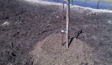 Як посадити яблуню восени і на наступний рік поласувати яблучками (яблуню) Як посадити яблуню восени і на наступний рік поласувати яблучками