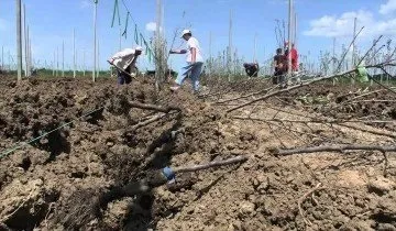 Як посадити яблуню восени і на наступний рік поласувати яблучками (восени) Як посадити яблуню восени і на наступний рік поласувати яблучками