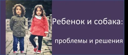 Як познайомити кінь з новим табуном, школа прикладної етології (кінь) Як познайомити кінь з новим табуном, школа прикладної етології