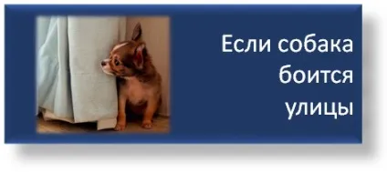 Як познайомити кінь з новим табуном, школа прикладної етології (кінь) Як познайомити кінь з новим табуном, школа прикладної етології