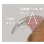Як правильно стригти кігті коту (вихованці) Як правильно стригти кігті коту
