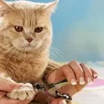 Як правильно стригти кігті коту (корисні поради) Як правильно стригти кігті коту