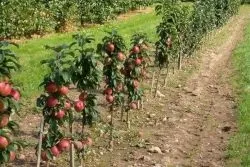 Як правильно посадити яблуню восени